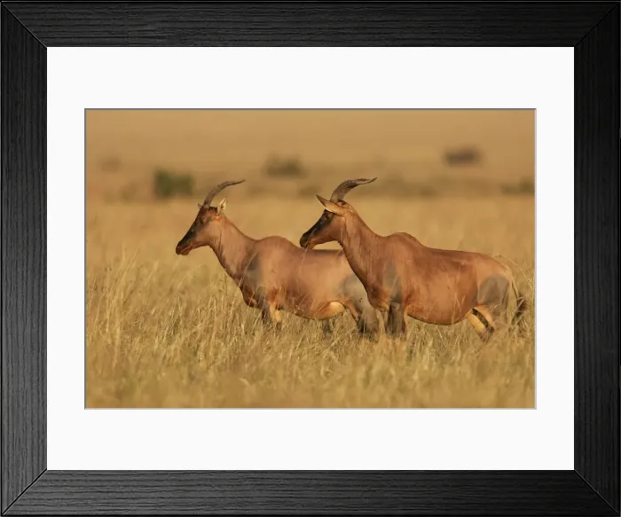 Framed Print : Topi / Tsessebi. Maasai Mara National Park - Kenya - Africa Framed Print : Topi / Tsessebi. Maasai Mara National Park - Kenya - Africa