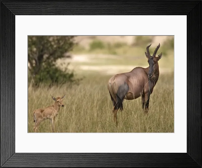 Framed Print : Topi / Tsessebi - adult & young. Maasai Mara National Park - Kenya - Africa Framed Print : Topi / Tsessebi - adult & young. Maasai Mara National Park - Kenya - Africa