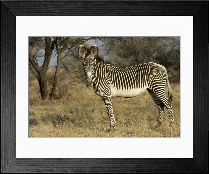 Framed Print : Grevy's Zebra. Samburu National Park - Kenya - Africa Framed Print : Grevy's Zebra. Samburu National Park - Kenya - Africa