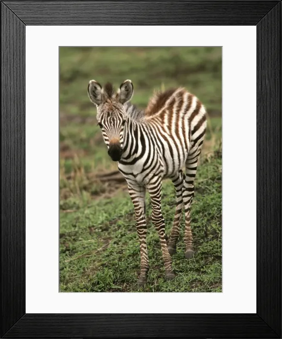 Framed Print : Burchell's  /  Common  /  Plain Zebra - foal. Kenya - Africa