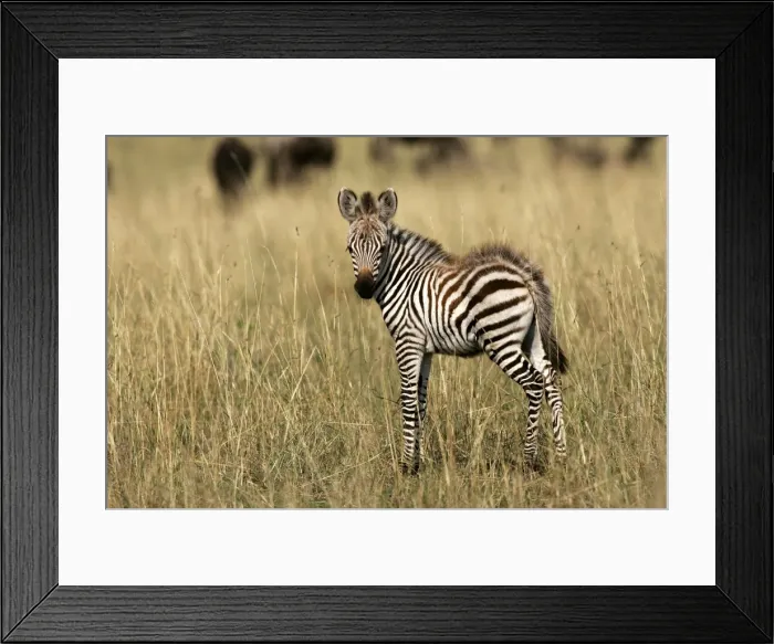 Framed Print : Burchell's / Common / Plain Zebra - foal. Maasai Mara - Kenya - Africa Framed Print : Burchell's / Common / Plain Zebra - foal. Maasai Mara - Kenya - Africa