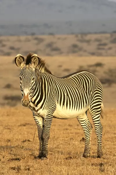 Grevy's Zebra. Samburu National Park - Kenya - Africa