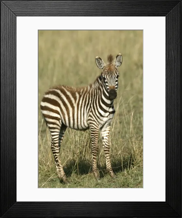 Framed Print : Burchell's / Common / Plain Zebra - foal. Maasai Mara - Kenya - Africa Framed Print : Burchell's / Common / Plain Zebra - foal. Maasai Mara - Kenya - Africa
