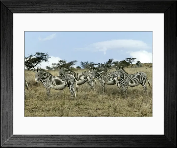 Framed Print : Grevy's Zebra - group. Samburu National Park - Kenya - Africa Framed Print : Grevy's Zebra - group. Samburu National Park - Kenya - Africa