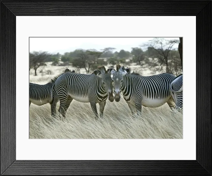 Framed Print : Grevy's Zebra - group. Samburu National Park - Kenya - Africa
