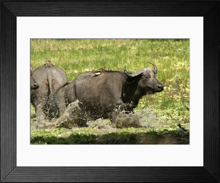 Framed Print : African Buffalo - in water with Yellow-billed Oxpecker. South Langwa Valley - Zambia - Africa Framed Print : African Buffalo - in water with Yellow-billed Oxpecker. South Langwa Valley - Zambia - Africa