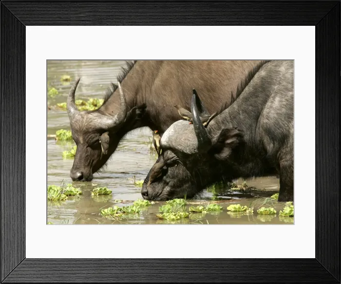 Framed Print : African Buffalo - drinking with Yellow-billed Oxpecker. South Langwa Valley - Zambia - Africa Framed Print : African Buffalo - drinking with Yellow-billed Oxpecker. South Langwa Valley - Zambia - Africa