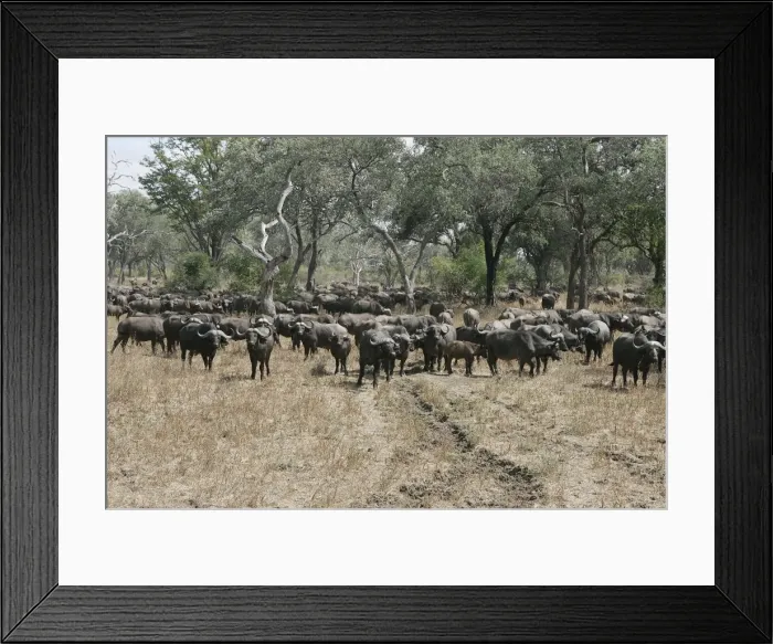 Framed Print : African Buffalo - herd. South Langwa Valley - Zambia - Africa Framed Print : African Buffalo - herd. South Langwa Valley - Zambia - Africa