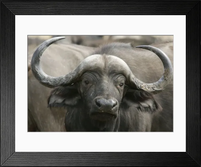 Framed Print : African Buffalo - close-up of head. South Langwa Valley - Zambia - Africa Framed Print : African Buffalo - close-up of head. South Langwa Valley - Zambia - Africa