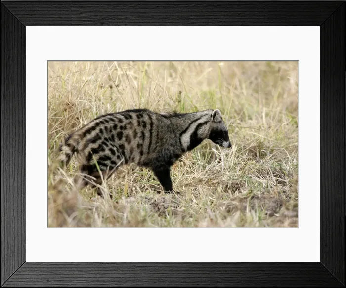 Framed Print : African Civet. South Luangwa Valley National Park - Zambia - Africa Framed Print : African Civet. South Luangwa Valley National Park - Zambia - Africa