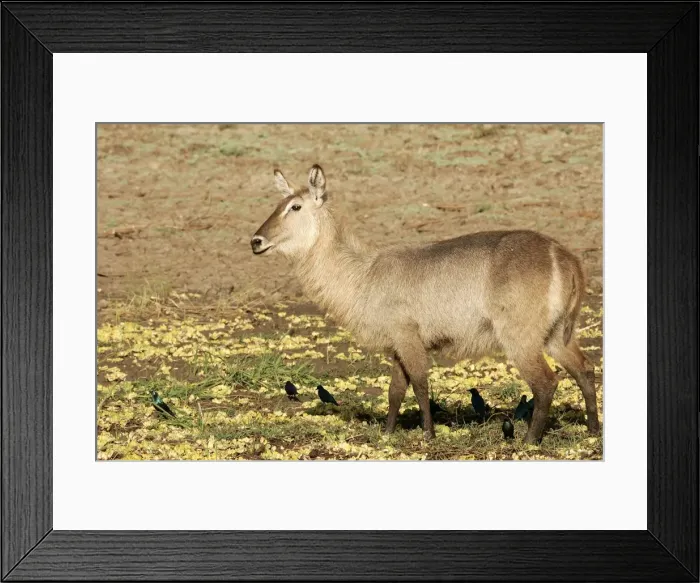 Framed Print : Waterbuck. South Luangwa Valley National Park - Zambia - Africa Framed Print : Waterbuck. South Luangwa Valley National Park - Zambia - Africa