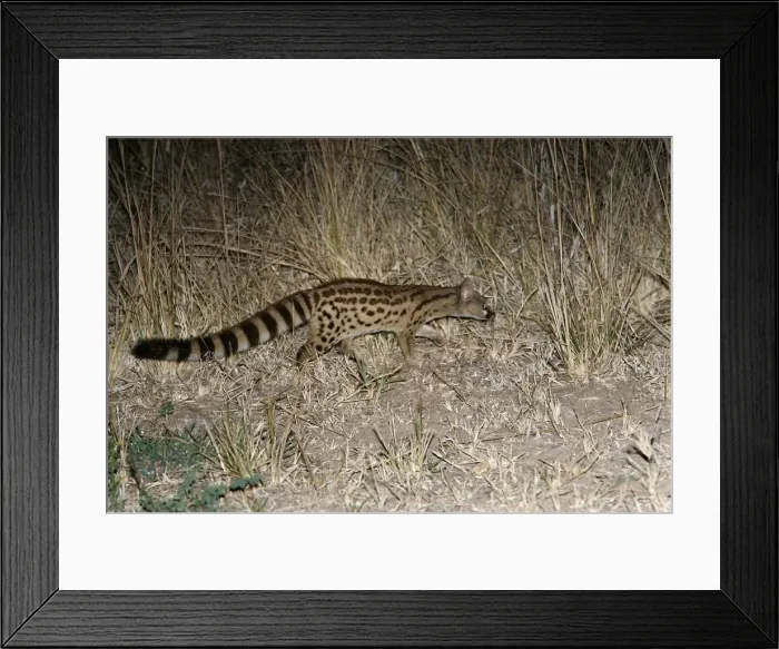 Framed Print : Large-Spotted Genet. South Luangwa Valley National Park - Zambia - Africa