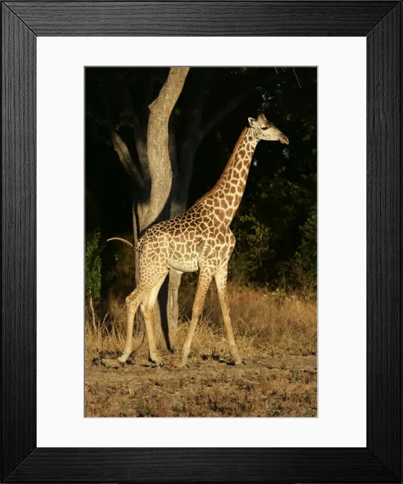 Framed Print : Thornicroft's Giraffe. South Luangwa Valley National Park - Zambia - Africa. Endemic subspecies of South Luangwa Valley National Park, is geographically isolated from any other giraffe species Framed Print : Thornicroft's Giraffe. South Luangwa Valley National Park - Zambia - Africa. Endemic subspecies of South Luangwa Valley National Park, is geographically isolated from any other giraffe species