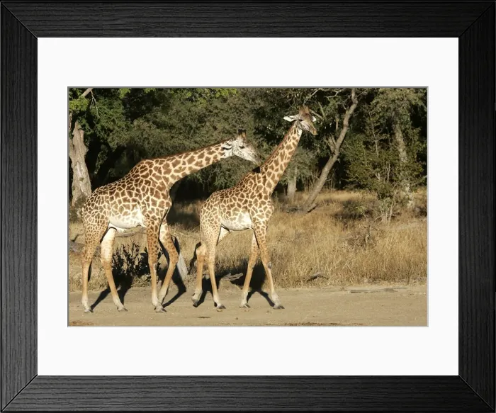 Framed Print : Thornicroft's Giraffe - two. South Luangwa Valley National Park - Zambia - Africa. Endemic subspecies of South Luangwa Valley National Park is geographically isolated from any other giraffe species