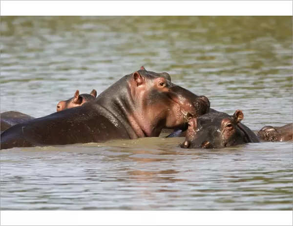 Hippopotamus - in water. South Luangwa Valley National Park - Zambia - Africa