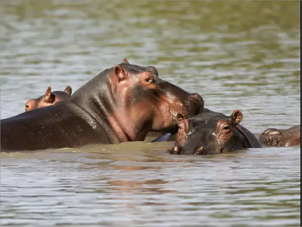 Hippopotamus - in water. South Luangwa Valley National Park - Zambia - Africa