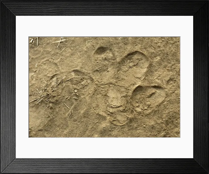 Framed Print : Hippopotamus - footprint. South Luangwa Valley National Park - Zambia - Africa Framed Print : Hippopotamus - footprint. South Luangwa Valley National Park - Zambia - Africa