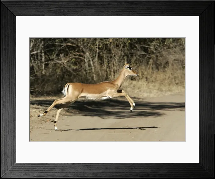 Framed Print : Impala - running across path. South Luangwa Valley National Park - Zambia - Africa Framed Print : Impala - running across path. South Luangwa Valley National Park - Zambia - Africa