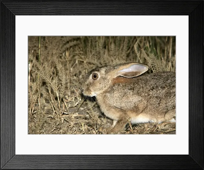 Framed Print : Scrub Hare. South Luangwa Valley National Park - Zambia - Africa Framed Print : Scrub Hare. South Luangwa Valley National Park - Zambia - Africa