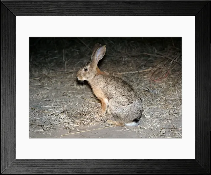 Framed Print : Scrub Hare. South Luangwa Valley National Park - Zambia - Africa Framed Print : Scrub Hare. South Luangwa Valley National Park - Zambia - Africa