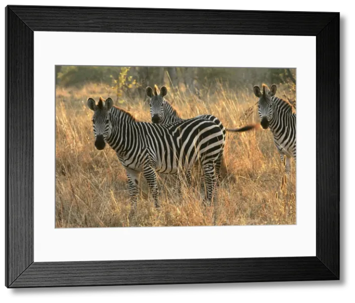 Framed Print : Crawshay's Zebra - three. South Luangwa Valley National Park - Zambia - Africa Framed Print : Crawshay's Zebra - three. South Luangwa Valley National Park - Zambia - Africa