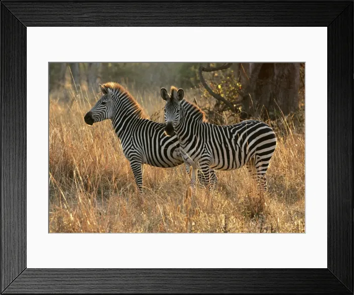 Framed Print : Crawshay's Zebra - two. South Luangwa Valley National Park - Zambia - Africa Framed Print : Crawshay's Zebra - two. South Luangwa Valley National Park - Zambia - Africa