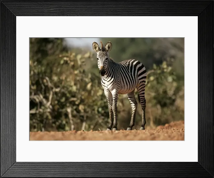Framed Print : Crawshay's Zebra. South Luangwa Valley National Park - Zambia - Africa Framed Print : Crawshay's Zebra. South Luangwa Valley National Park - Zambia - Africa