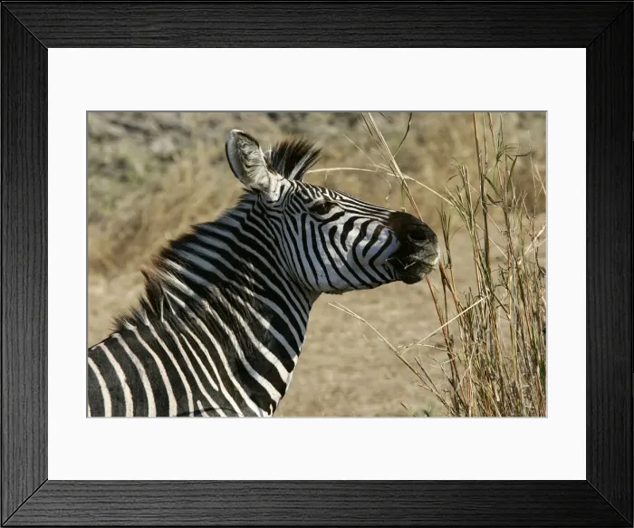 Framed Print : Crawshay's Zebra. South Luangwa Valley National Park - Zambia - Africa Framed Print : Crawshay's Zebra. South Luangwa Valley National Park - Zambia - Africa