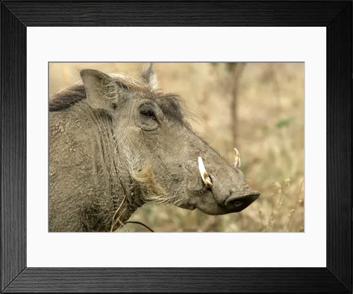 Framed Print : Warthog - close-up of head. South Luangwa Valley National Park - Zambia - Africa Framed Print : Warthog - close-up of head. South Luangwa Valley National Park - Zambia - Africa