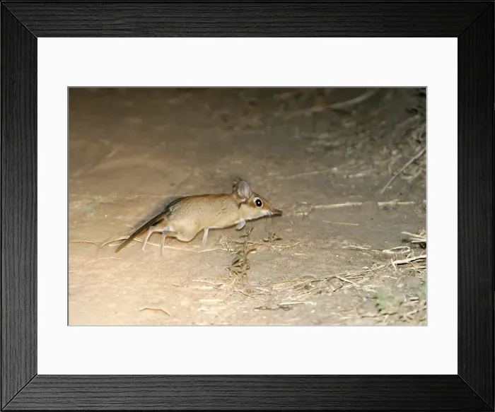 Framed Print : Four-toed Elephant Shrew. South Luangwa Valley National Park - Zambia - Africa Framed Print : Four-toed Elephant Shrew. South Luangwa Valley National Park - Zambia - Africa