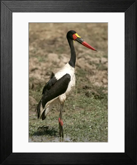 Framed Print : Saddle-billed Stork. South Luangwa Valley National Park - Zambia - Africa Framed Print : Saddle-billed Stork. South Luangwa Valley National Park - Zambia - Africa