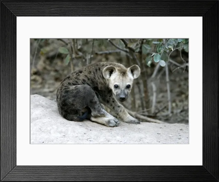 Framed Print : Spotted Hyaena. South Luangwa Valley National Park - Zambia - Africa Framed Print : Spotted Hyaena. South Luangwa Valley National Park - Zambia - Africa