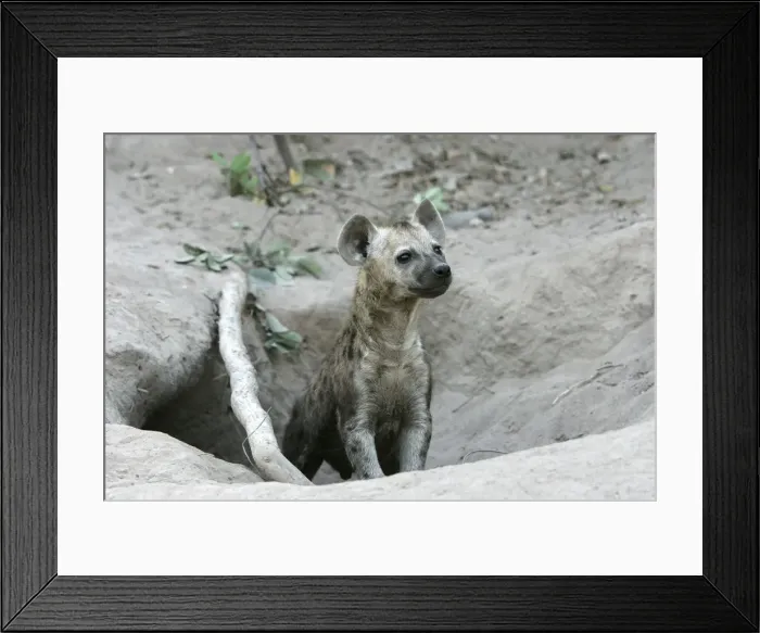 Framed Print : Spotted Hyaena - at den entrance. South Luangwa Valley National Park - Zambia - Africa Framed Print : Spotted Hyaena - at den entrance. South Luangwa Valley National Park - Zambia - Africa