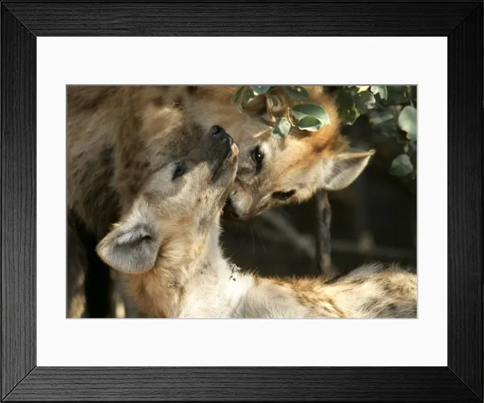 Framed Print : Spotted Hyaena -two. South Luangwa Valley National Park - Zambia - Africa Framed Print : Spotted Hyaena -two. South Luangwa Valley National Park - Zambia - Africa