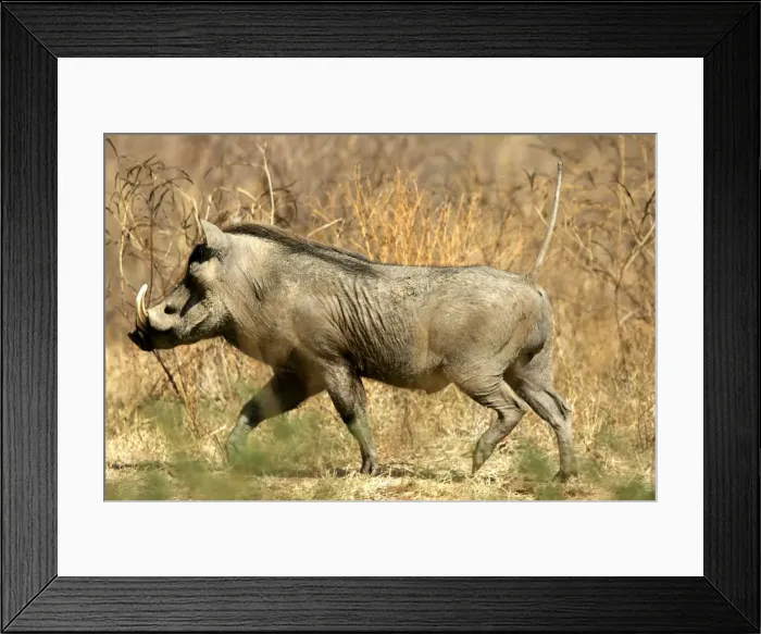 Framed Print : Warthog. South Luangwa Valley National Park - Zambia - Africa Framed Print : Warthog. South Luangwa Valley National Park - Zambia - Africa