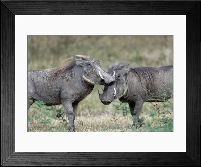 Framed Print : Warthog -two. South Luangwa Valley National Park - Zambia - Africa Framed Print : Warthog -two. South Luangwa Valley National Park - Zambia - Africa