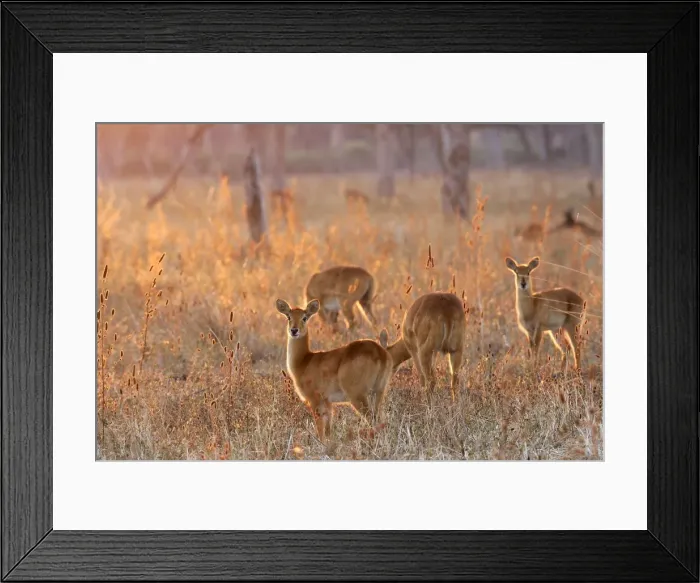 Framed Print : Puku - group. South Luangwa Valley National Park - Zambia - Africa Framed Print : Puku - group. South Luangwa Valley National Park - Zambia - Africa