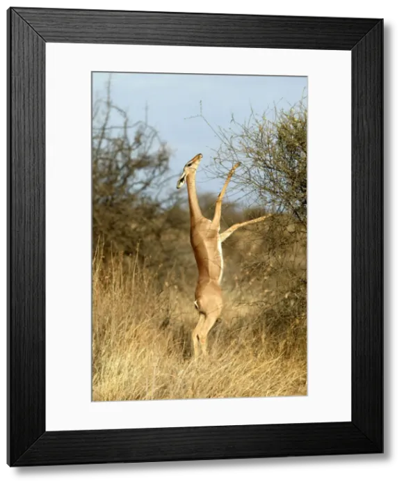 Framed Print : Gerenuk - standing on hind legs to reach branches to eat. Samburu National Park - Kenya - Africa Framed Print : Gerenuk - standing on hind legs to reach branches to eat. Samburu National Park - Kenya - Africa