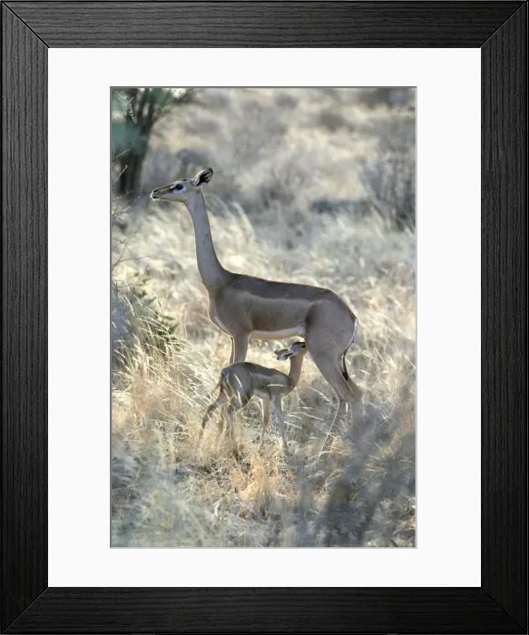 Framed Print : Gerenuk - mother with baby suckling. Samburu National Park - Kenya - Africa Framed Print : Gerenuk - mother with baby suckling. Samburu National Park - Kenya - Africa