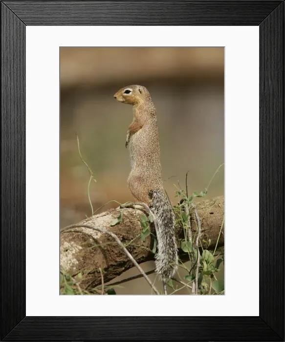 Framed Print : Unstriped Ground squirrel - on hind legs. Samburu National Park - Kenya - Africa Framed Print : Unstriped Ground squirrel - on hind legs. Samburu National Park - Kenya - Africa