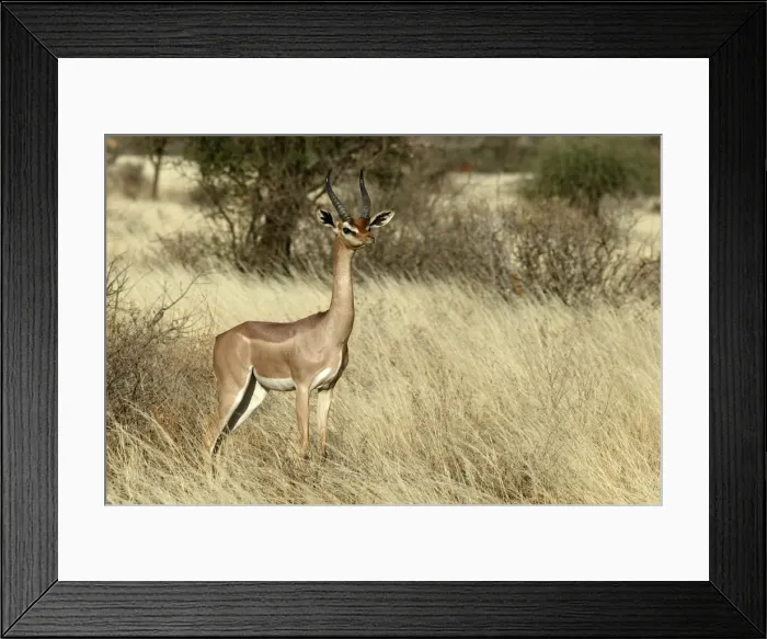Framed Print : Gerenuk. Samburu National Park - Kenya - Africa Framed Print : Gerenuk. Samburu National Park - Kenya - Africa