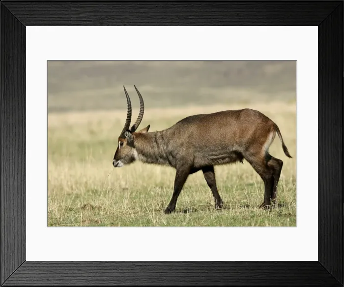 Framed Print : Waterbuck. Maasai Mara National Park - Kenya - Africa Framed Print : Waterbuck. Maasai Mara National Park - Kenya - Africa