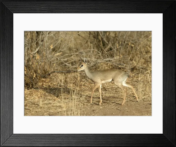 Framed Print : Kirk's Dik-dik. Samburu National Park - Kenya - Africa Framed Print : Kirk's Dik-dik. Samburu National Park - Kenya - Africa