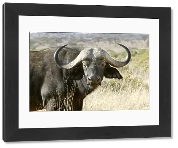 African Buffalo - close-up of head. Kenya - Africa