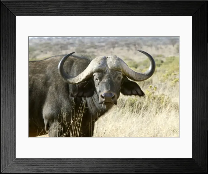 Framed Print : African Buffalo - close-up of head. Kenya - Africa Framed Print : African Buffalo - close-up of head. Kenya - Africa
