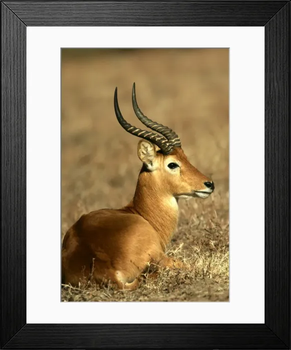 Framed Print : Puku. South Luangwa Valley National Park - Zambia - Africa Framed Print : Puku. South Luangwa Valley National Park - Zambia - Africa