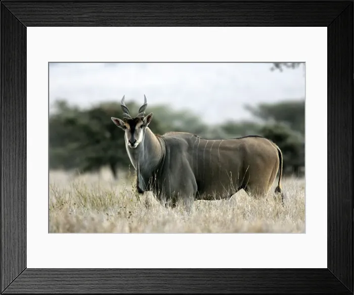 Framed Print : Giant Eland. Maasai Mara National Park - Kenya - Africa Framed Print : Giant Eland. Maasai Mara National Park - Kenya - Africa