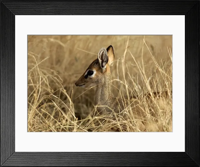 Framed Print : Kirk's Dik-dik. Samburu National Park - Kenya - Africa Framed Print : Kirk's Dik-dik. Samburu National Park - Kenya - Africa