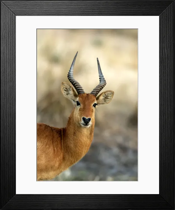 Framed Print : Puku. South Luangwa Valley National Park - Zambia - Africa Framed Print : Puku. South Luangwa Valley National Park - Zambia - Africa
