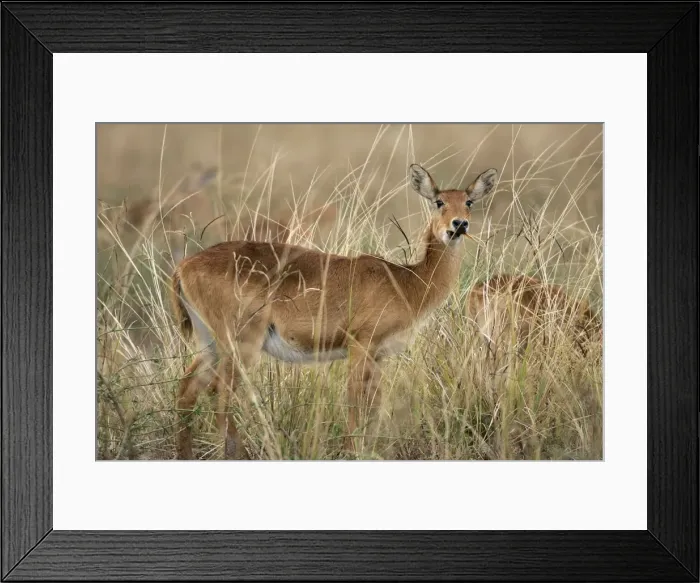 Framed Print : Puku. South Luangwa Valley National Park - Zambia - Africa Framed Print : Puku. South Luangwa Valley National Park - Zambia - Africa